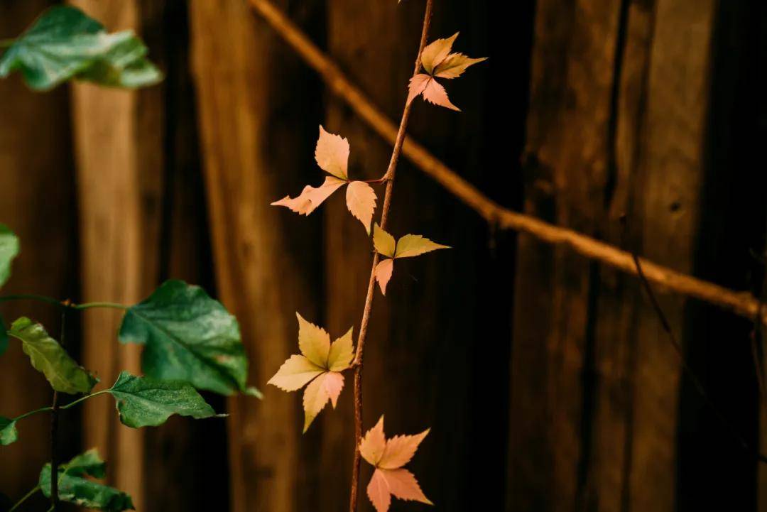 开云-亮点「十月(yuè)·金秋」精彩活动集锦来啦~