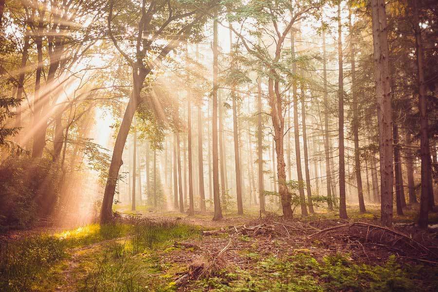 开云-中(zhōng)国电竞戰(zhàn)队夺得世(shì)界冠军